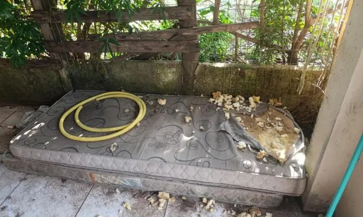 BRIGADA MILITAR PRENDE HOMEM EM FLAGRANTE POR MAUS-TRATOS A CÃO EM TORRES