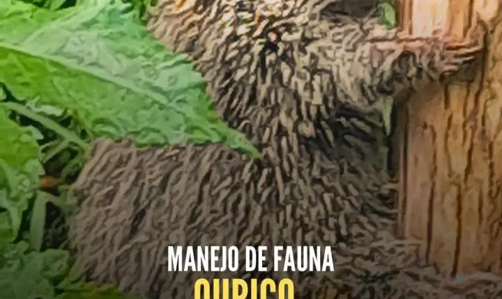 Brigada Militar Resgata Ouriço Ferido Em Residência De Tramandaí
