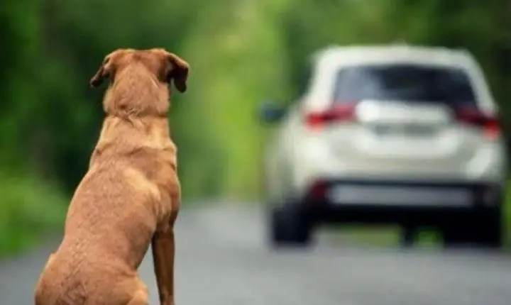 🐾 CÂMARA FEDERAL APROVOU PROPOSTA QUE SUSPENDE CNH DE MOTORISTA QUE USA AUTOMÓVEL PARA ABANDONAR ANIMAIS