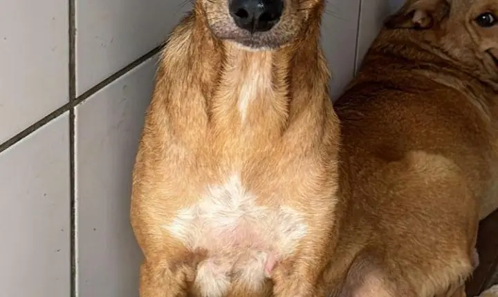 🐶❤️ CANIL MUNICIPAL DE OSÓRIO REALIZA CAMPANHA PARA A ADOÇÃO RESPONSÁVEL DE CÃES