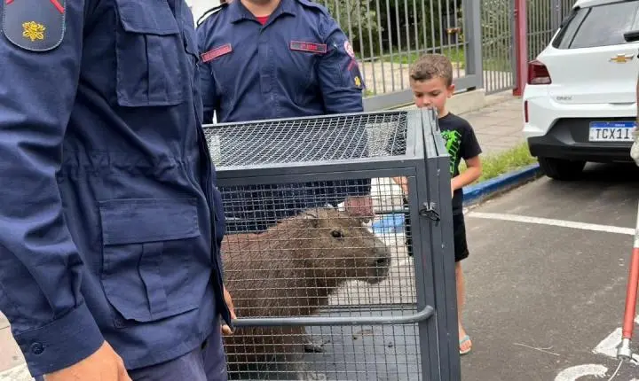 Capivara é capturada no centro de Osório após se abrigar em loja de roupas