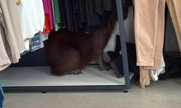 Capivara é capturada no centro de Osório após se abrigar em loja de roupas