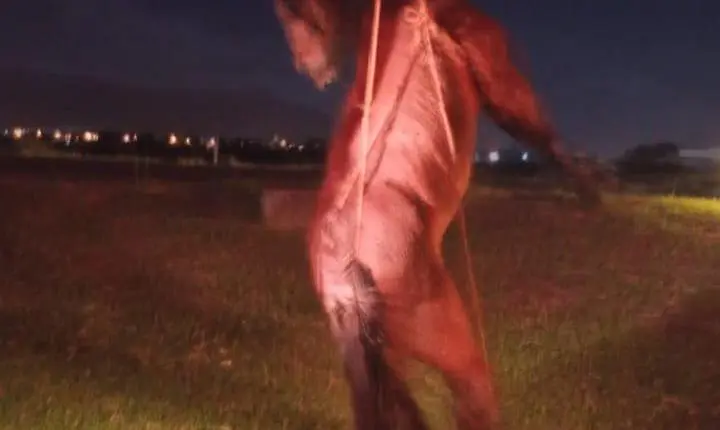 🚨🐎 DEPA E SECRETARIA MUNICIPAL DE OBRAS DE OSÓRIO RESGATAM CAVALO NAS MARGENS DA ESTRADA DO MAR