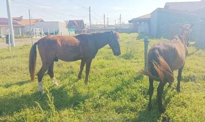 Dupla que furtou cavalos é presa pela Guarda Municipal de Imbé