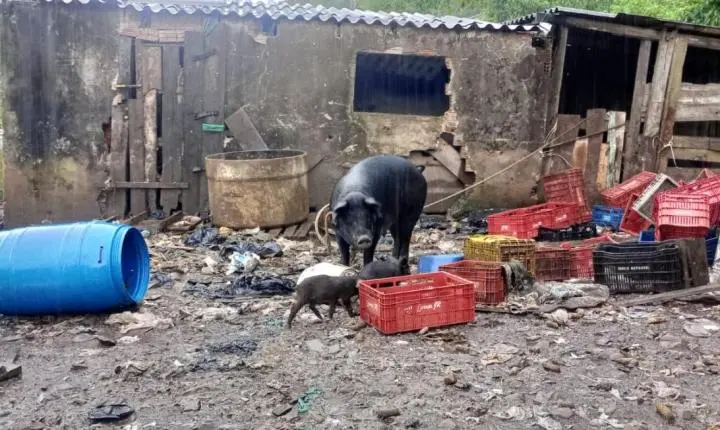 Fiscalização ambiental da Brigada Militar no Litoral Norte e Região Metropolitana alcança mais de 30 animais entre resgates e apreensões