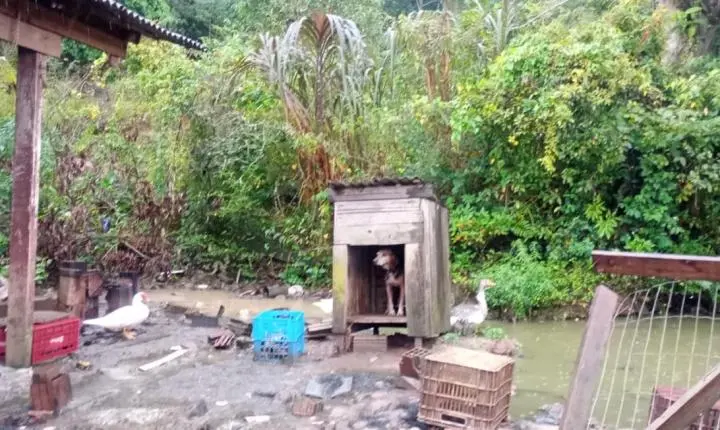 Fiscalização ambiental da Brigada Militar no Litoral Norte e Região Metropolitana alcança mais de 30 animais entre resgates e apreensões