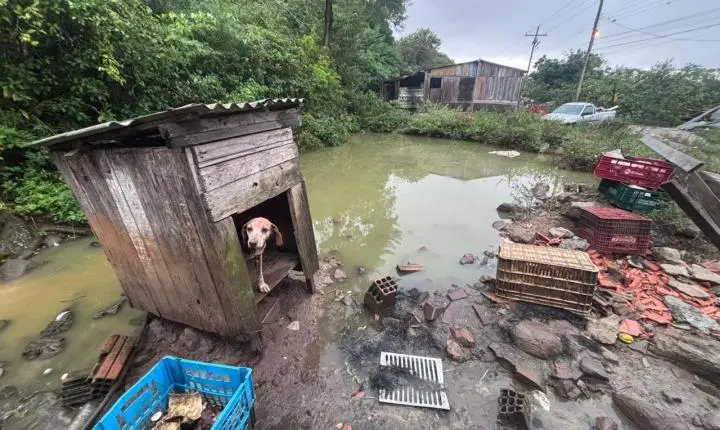 Fiscalização ambiental da Brigada Militar no Litoral Norte e Região Metropolitana alcança mais de 30 animais entre resgates e apreensões