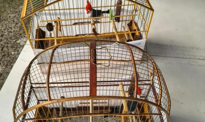 Fiscalização ambiental da Brigada Militar no Litoral Norte e Região Metropolitana alcança mais de 30 animais entre resgates e apreensões