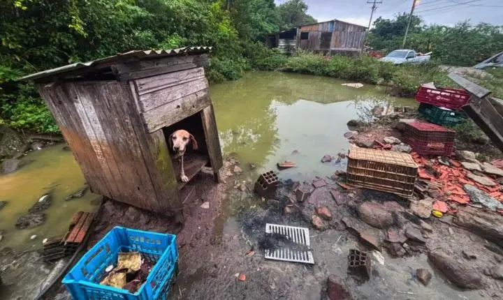 Fiscalização ambiental da Brigada Militar no Litoral Norte e Região Metropolitana alcança mais de 30 animais entre resgates e apreensões