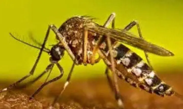 Governo do Estado confirma segundo caso de morte por dengue no Rio Grande do Sul em 2026