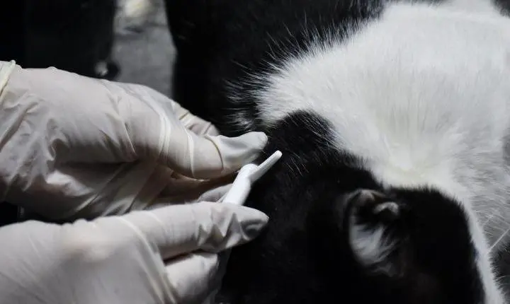  Imbé é contemplado com recurso do Fundo Estadual de Proteção e Bem-Estar Animal