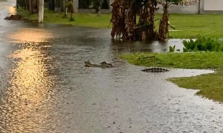 Jacaré é avistado em rua alagada após forte chuva em Imbé