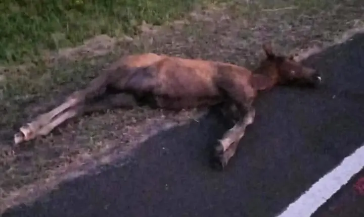 Motociclista fica ferido após atropelar potro na Estrada do Palmital, em Osório