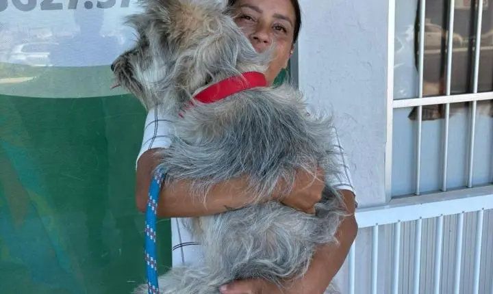 Mutirão castra 84 animais em Imbé