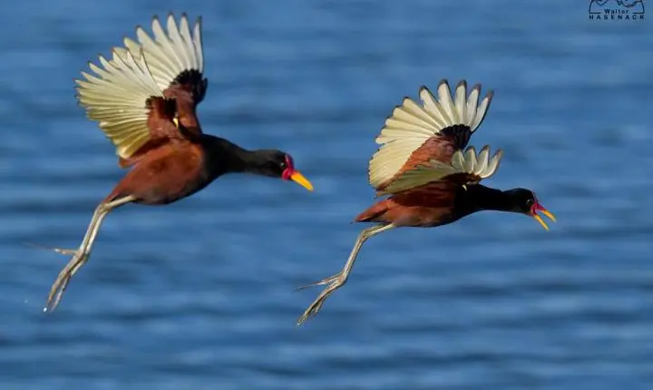 Parque Tupancy lança Miniguia de Aves incentivando a preservação e observação da fauna