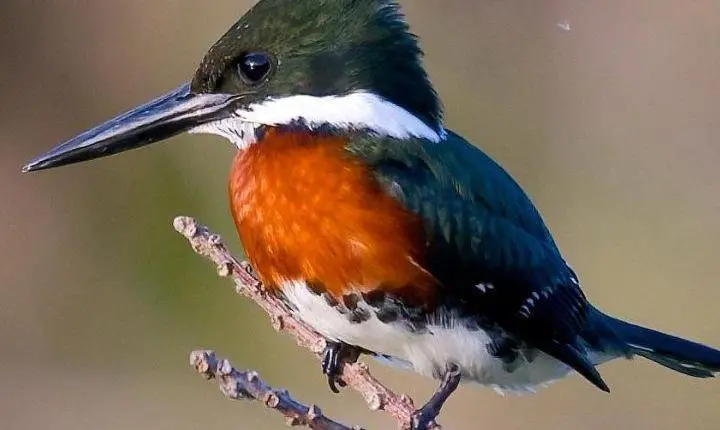 Parque Tupancy lança Miniguia de Aves incentivando a preservação e observação da fauna
