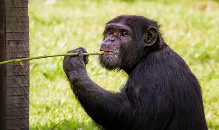 Parque Zoológico abre normalmente no Dia das Crianças (12)