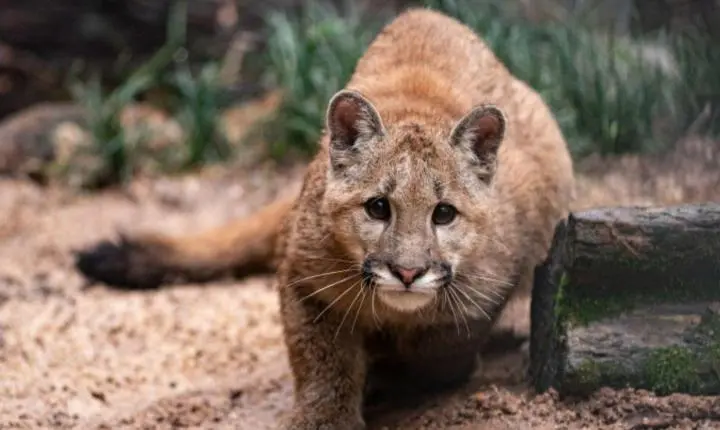 Parque Zoológico completa 64 anos de atuação na conservação da fauna com ingresso solidárioParque Zoológico completa 64 anos de atuação na conservação da fauna com ingresso solidário