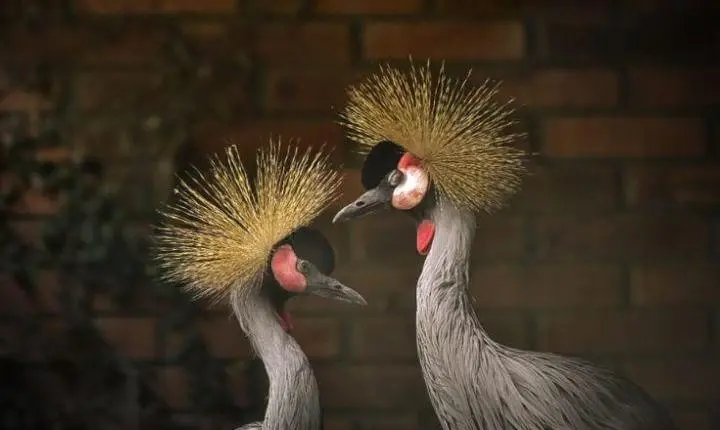 Parque Zoológico, em Sapucaia do Sul, recebe grous resgatados na fronteira e amplia diversidade de aves