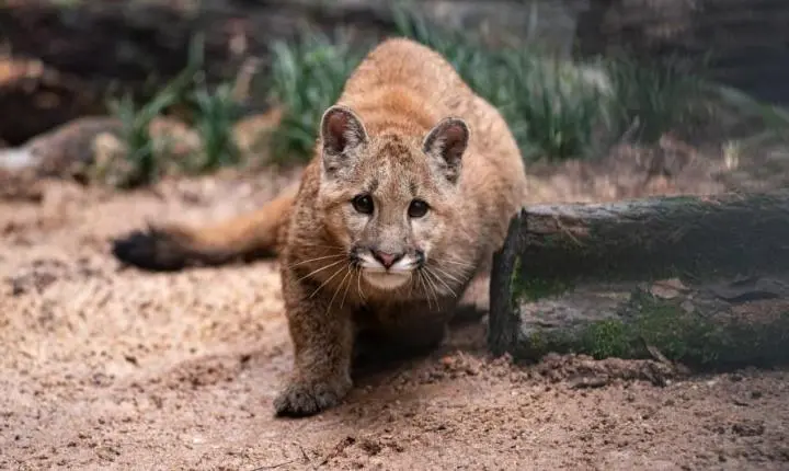 Parque Zoológico em Sapucaia do Sul suspende visitação a partir de sexta-feira (15)