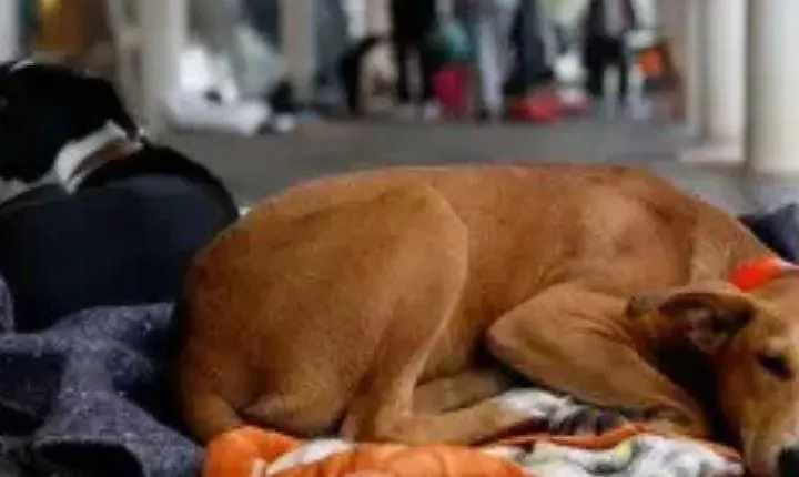 Prefeitura de Osório cria o Fundo e o Conselho Municipal de Proteção e Bem-Estar Animal