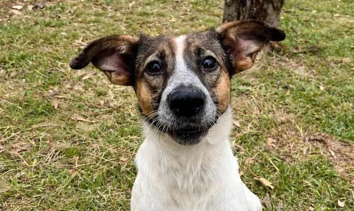  PREFEITURA DE OSÓRIO PROMOVE VACINAÇÃO ANTIRRÁBICA PARA CÃES E GATOS NA BORÚSSIA NA SEXTA-FEIRA