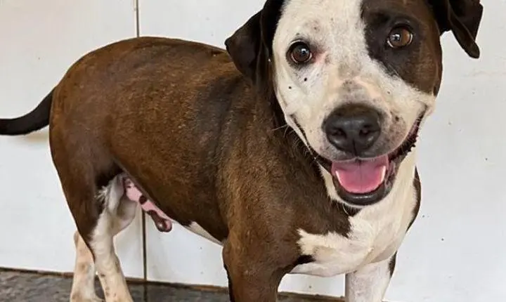 Prefeitura de Osório realiza Censo Municipal de Cães e Gatos para fortalecer políticas públicas de proteção animal