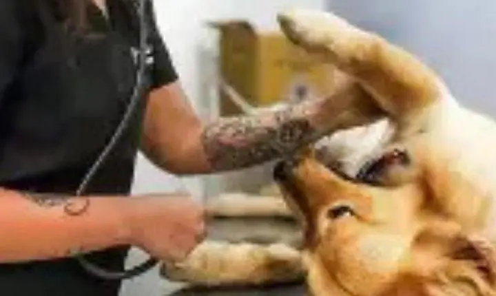Prefeitura de Palmares do Sul abre inscrições para mutirão de castração de cães e gatos no Balneário Quintão