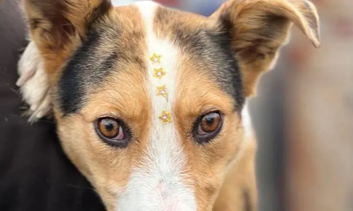 Prefeitura de Palmares do Sul informa que estão abertas as inscrições para castração gratuita de cães e gatos em Quintão pelo programa Palmares Protege