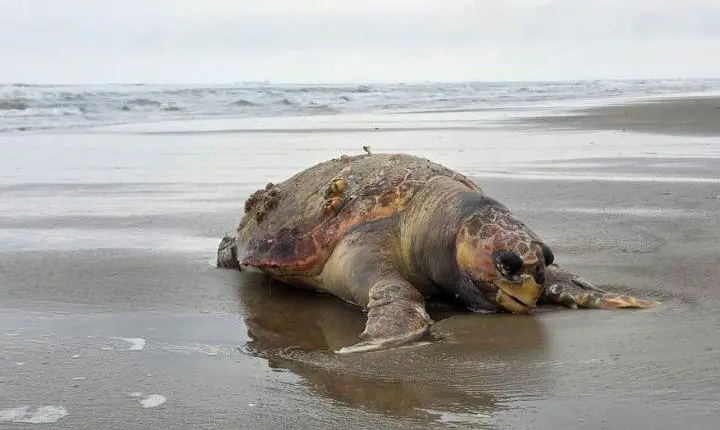 Projeto de Monitoramento de Praias divulga contato para agilizar atendimento a animais marinhos encontrados na orlaProjeto de Monitoramento de Praias divulga contato para agilizar atendimento a animais marinhos encontrados na orla