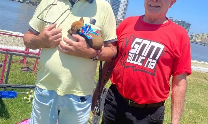Sete Cães Ganharam Novos Lares Na Última Edição Da Feira De Adoção