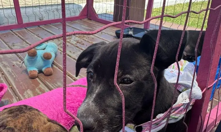 Sete Cães Ganharam Novos Lares Na Última Edição Da Feira De Adoção