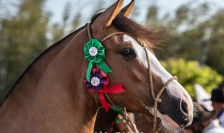 Xangri-Lá Será Palco Da  5ª Exposição Do Cavalo Crioulo No Próximo Final De Semana